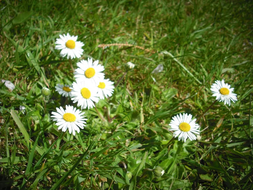 Madeliefje - Bellis perennis