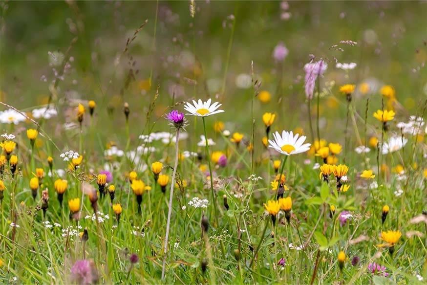 Wilde bloemenweide