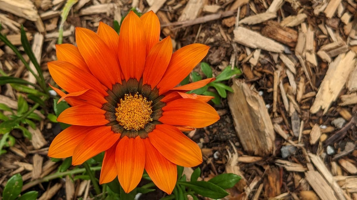 Houtsnippers (verhakselde houtkernen) en kleingemaakt snoeihout zijn een goede mulch voor onder struiken en vaste planten 