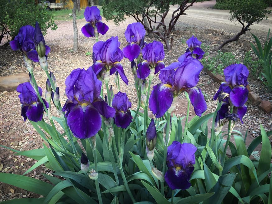 Blauwe lis - Iris germanica