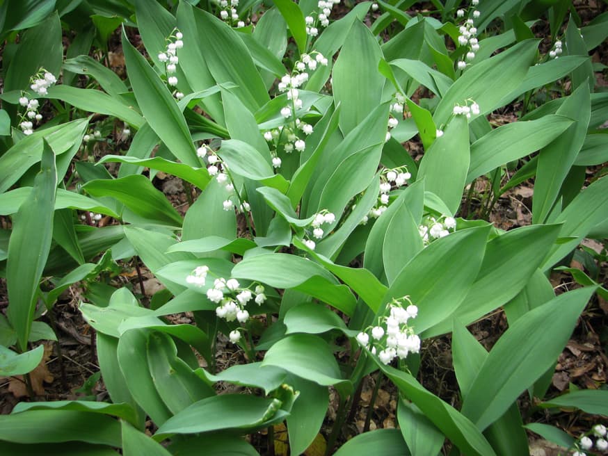 Lelietje-van-dalen - Convallaria majalis