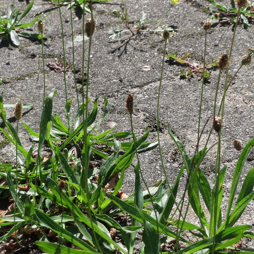 Smalle weegbree - Plantago lanceolata
