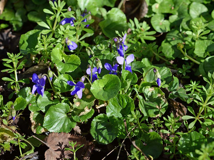 Maarts viooltje (Viola odorata) is een mooie en eetbare bodembedekker in de schaduwborder