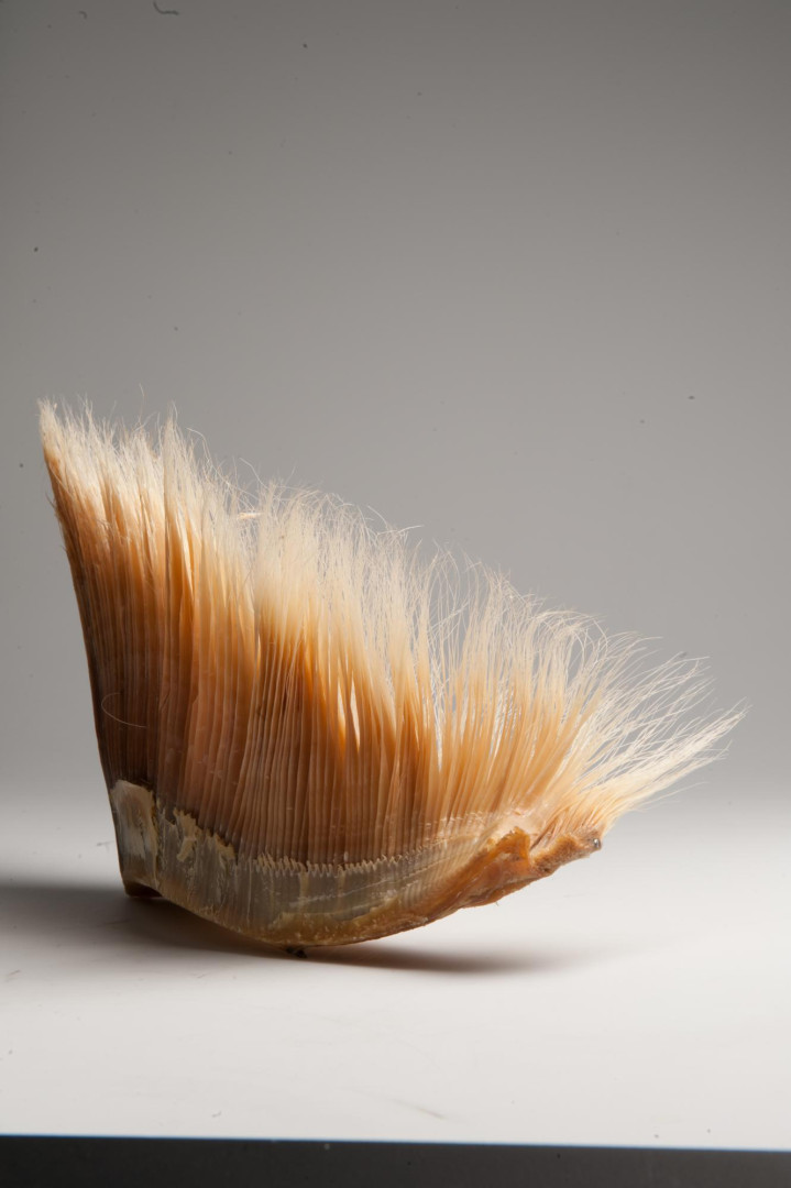 uniek-kunstproject-skelet-van-walvis-in-sint-baafskathedraal-otheo